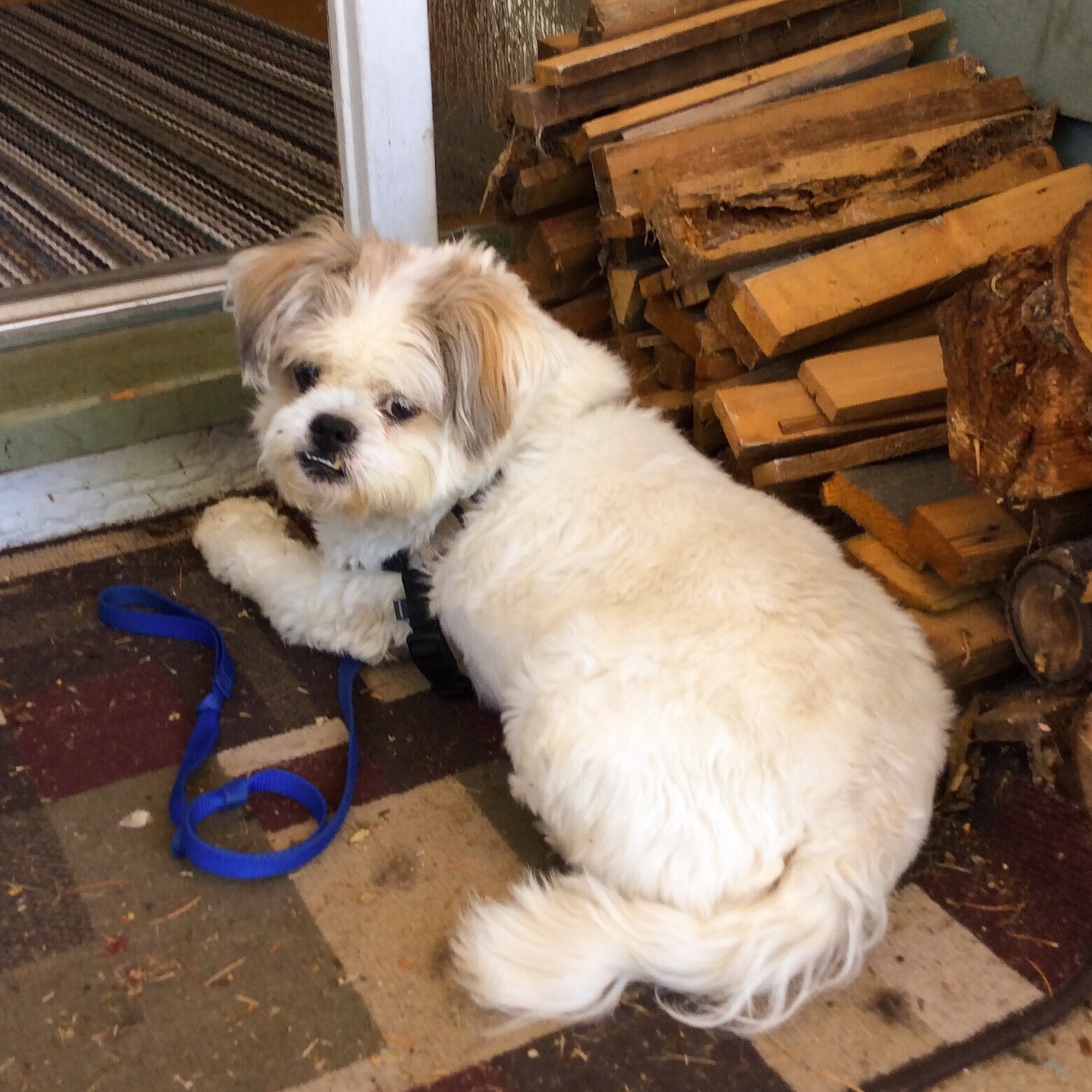 Max, our new dog!