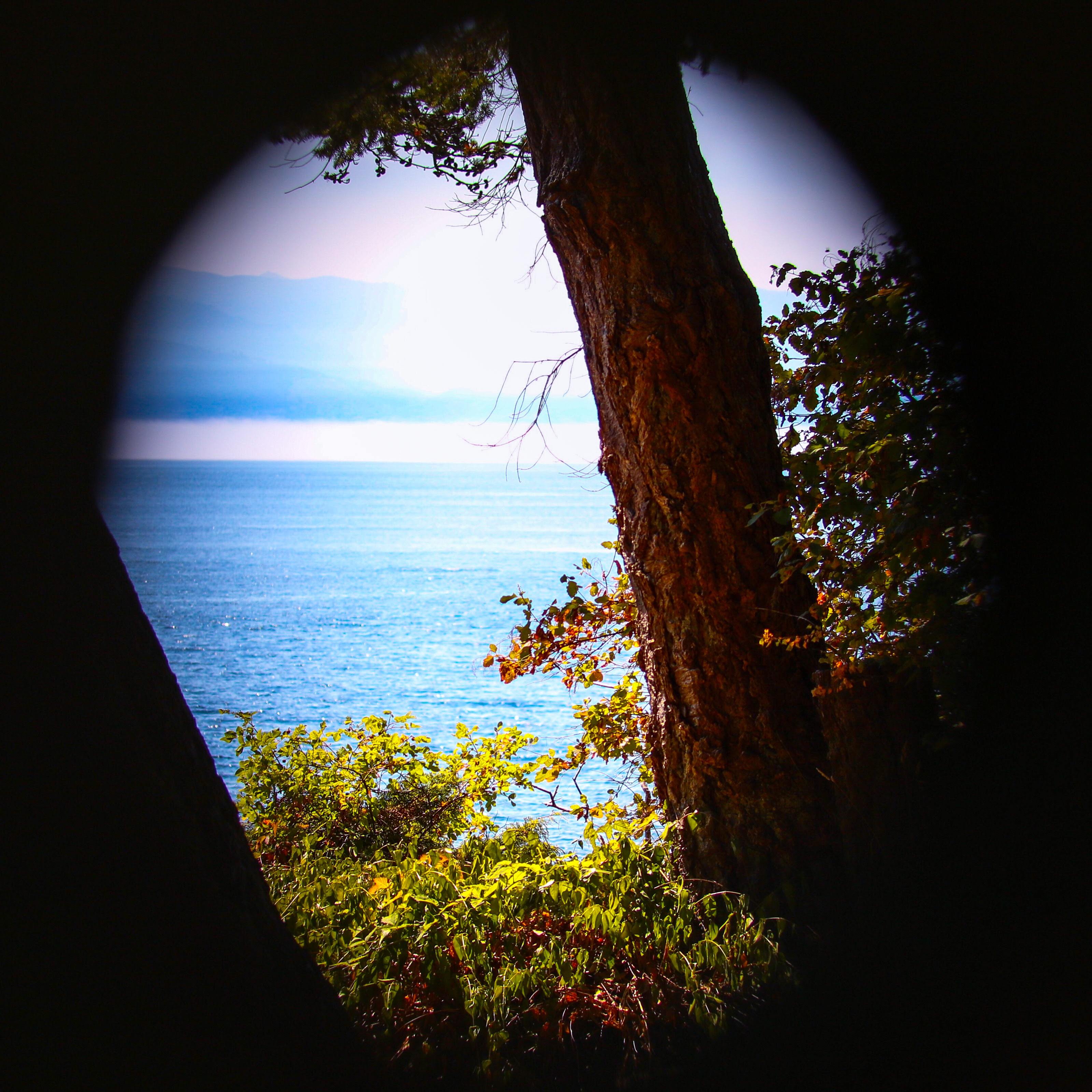 View through a fence knothole